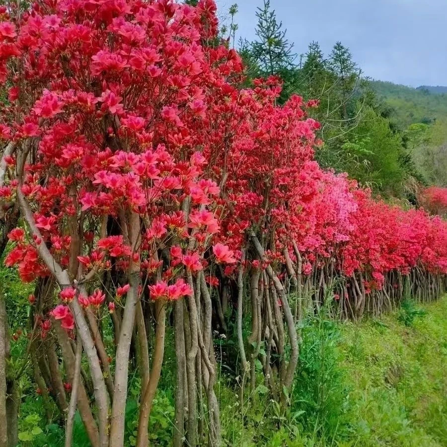 映山红杜鹃丛生地景老桩