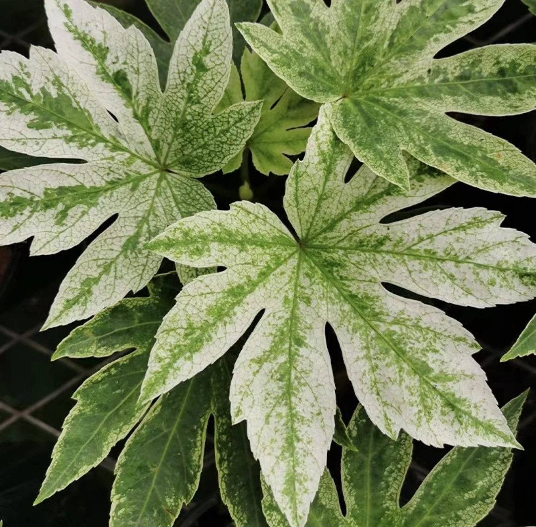 锦叶八角金盘锦化耐阴室内办公书房客厅观叶绿植盆栽