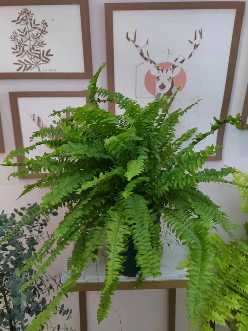 波斯顿蕨室内客厅阳台森林感易养护观叶绿植可垂吊桌面观赏