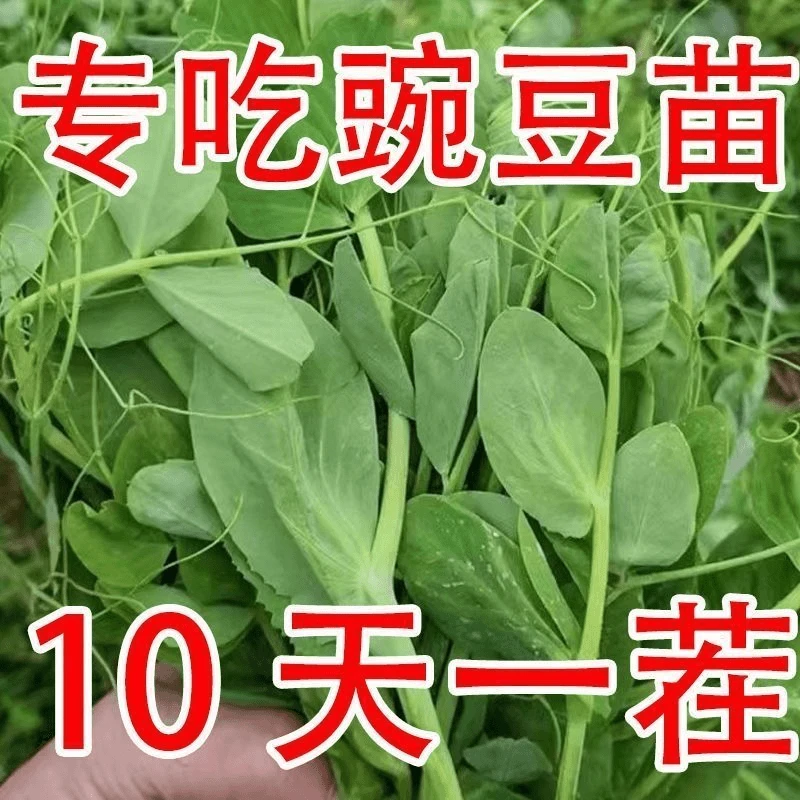 豌豆苗种专吃豌豆尖芽苗种籽四季种植碗豆种碗豆吃苗蔬菜种子