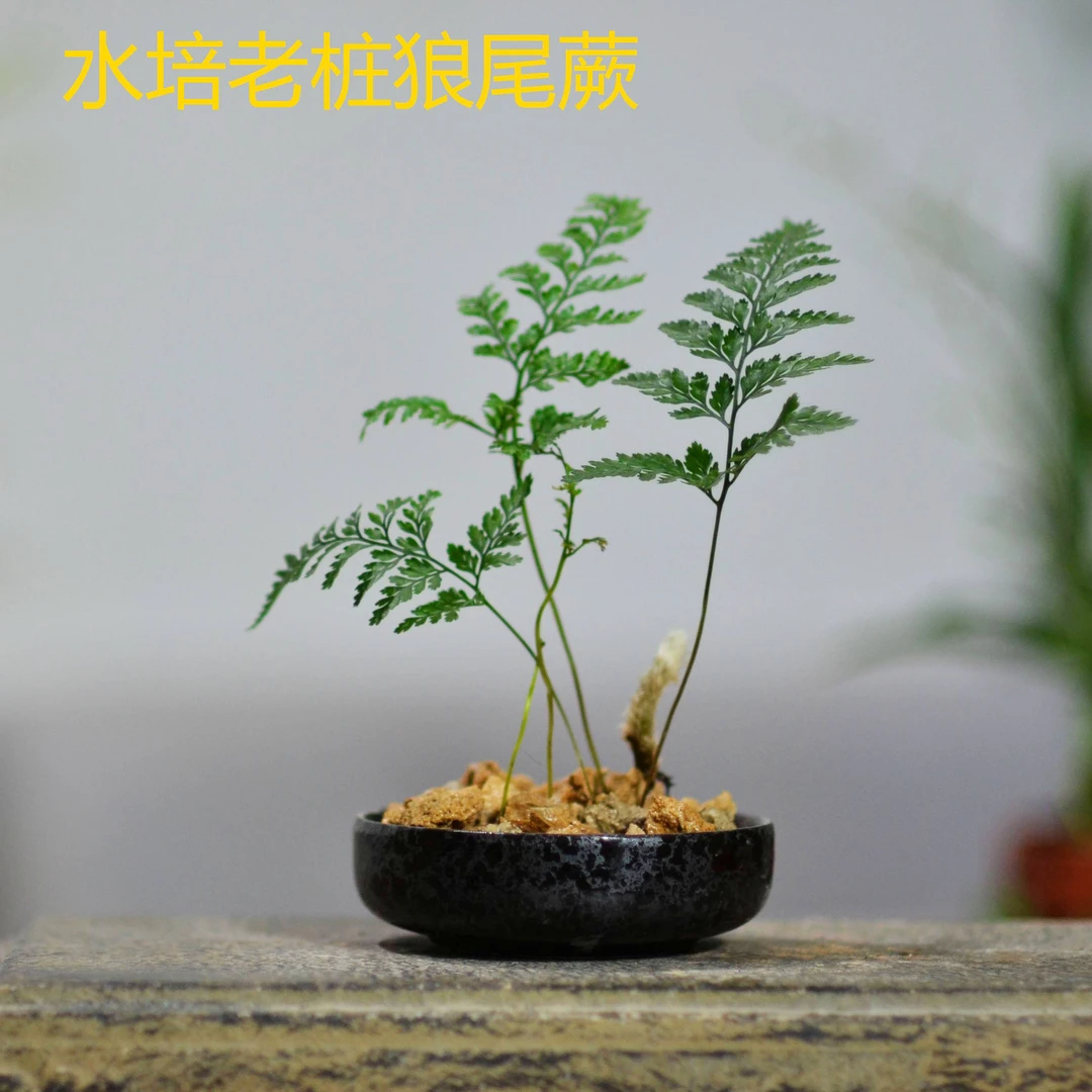 水培无土易养狼尾蕨拍瓷盆耐荫绿植蕨类植物办公室小中型盆景盆栽