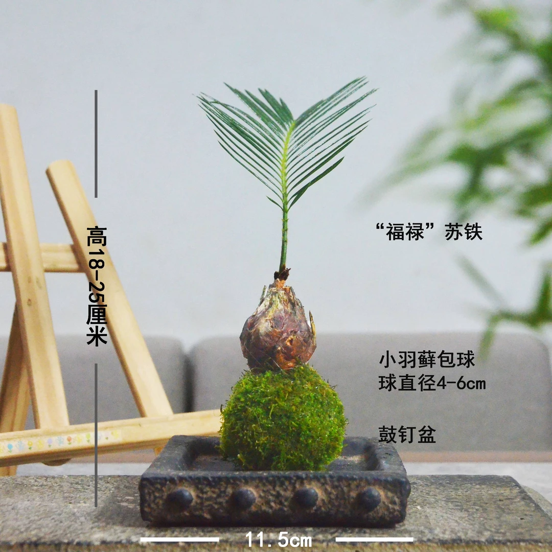耐旱小铁树苔玉苔藓球寓意福禄一帆风顺易养桌面趣味创意盆栽绿植