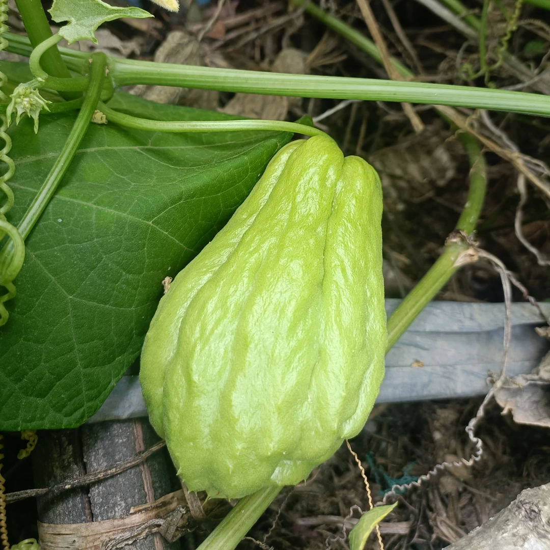 贵州农家自种食用佛手瓜捧瓜3斤5斤包邮