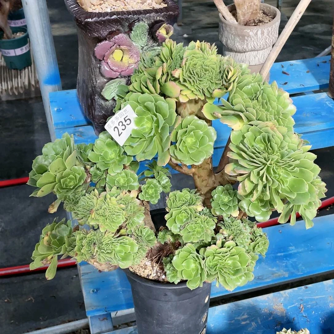 235号绿阳、绒法师缀化有伤