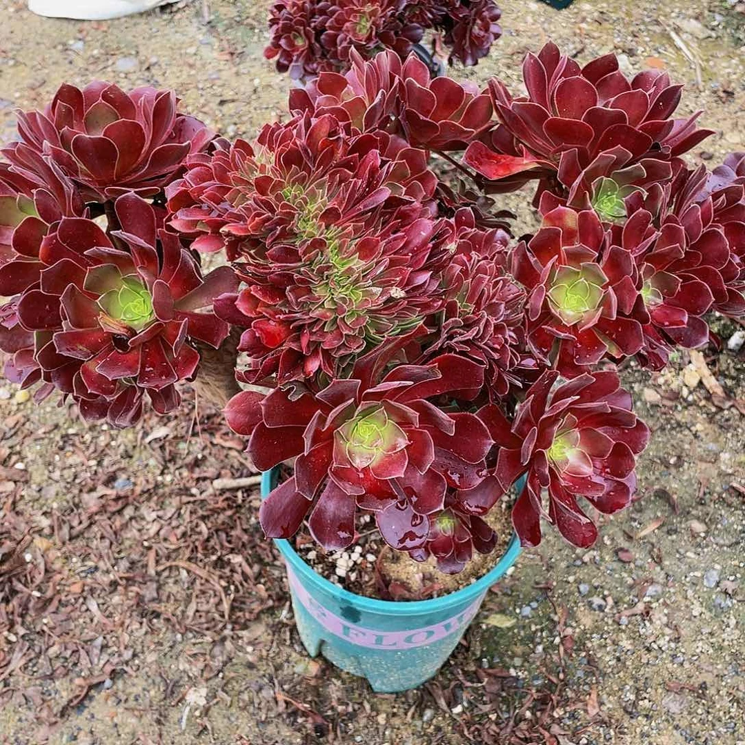 黄*606欧子法师朵朵