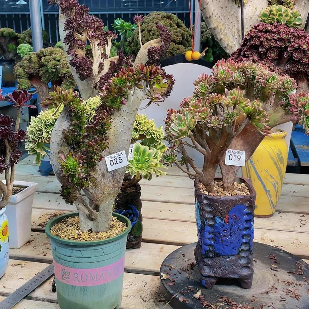 ?*点025和019俩颗到付