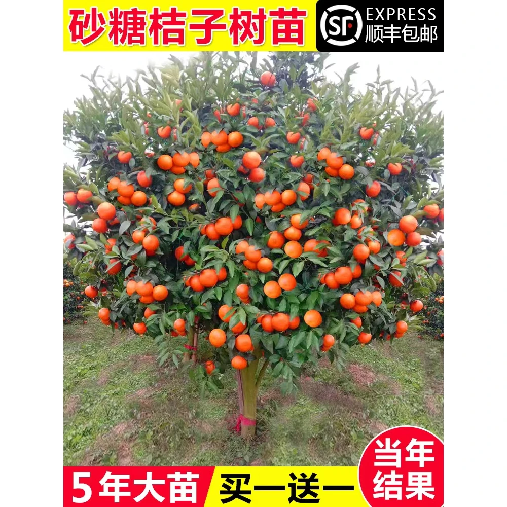 沙糖桔树苗地栽盆栽南方北方种植橘子树苗柑桔果树果苗嫁接砂糖橘