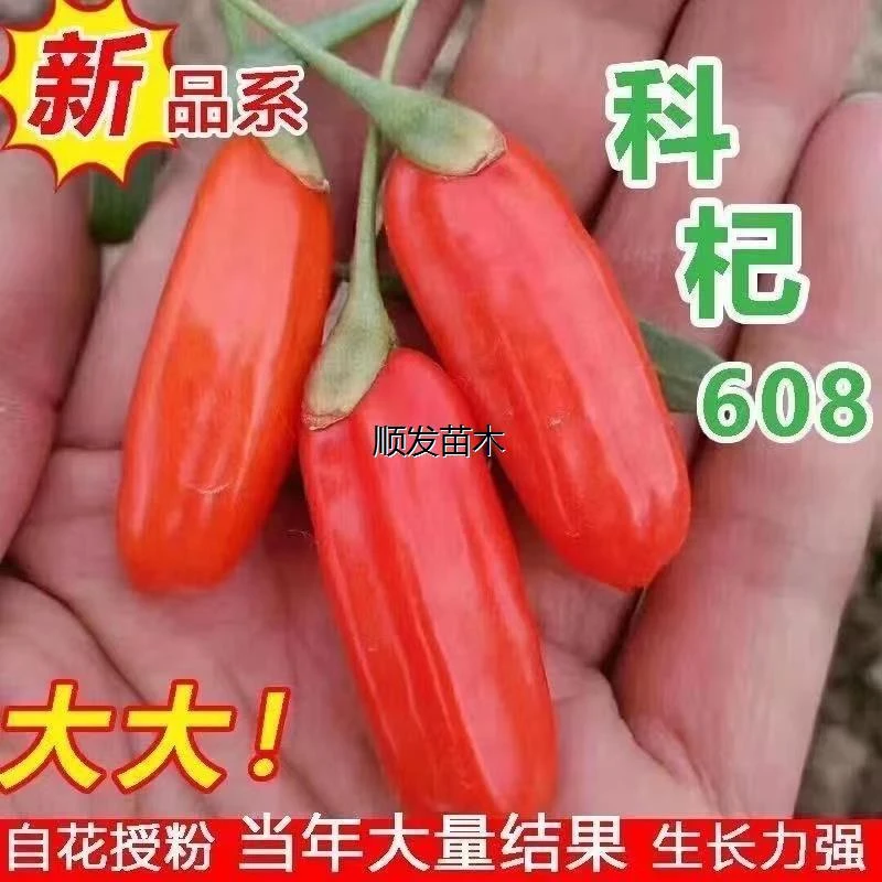 红枸杞树苗食用宁夏特大枸杞盆栽地栽当年结果枸杞叶苗枸杞子树苗