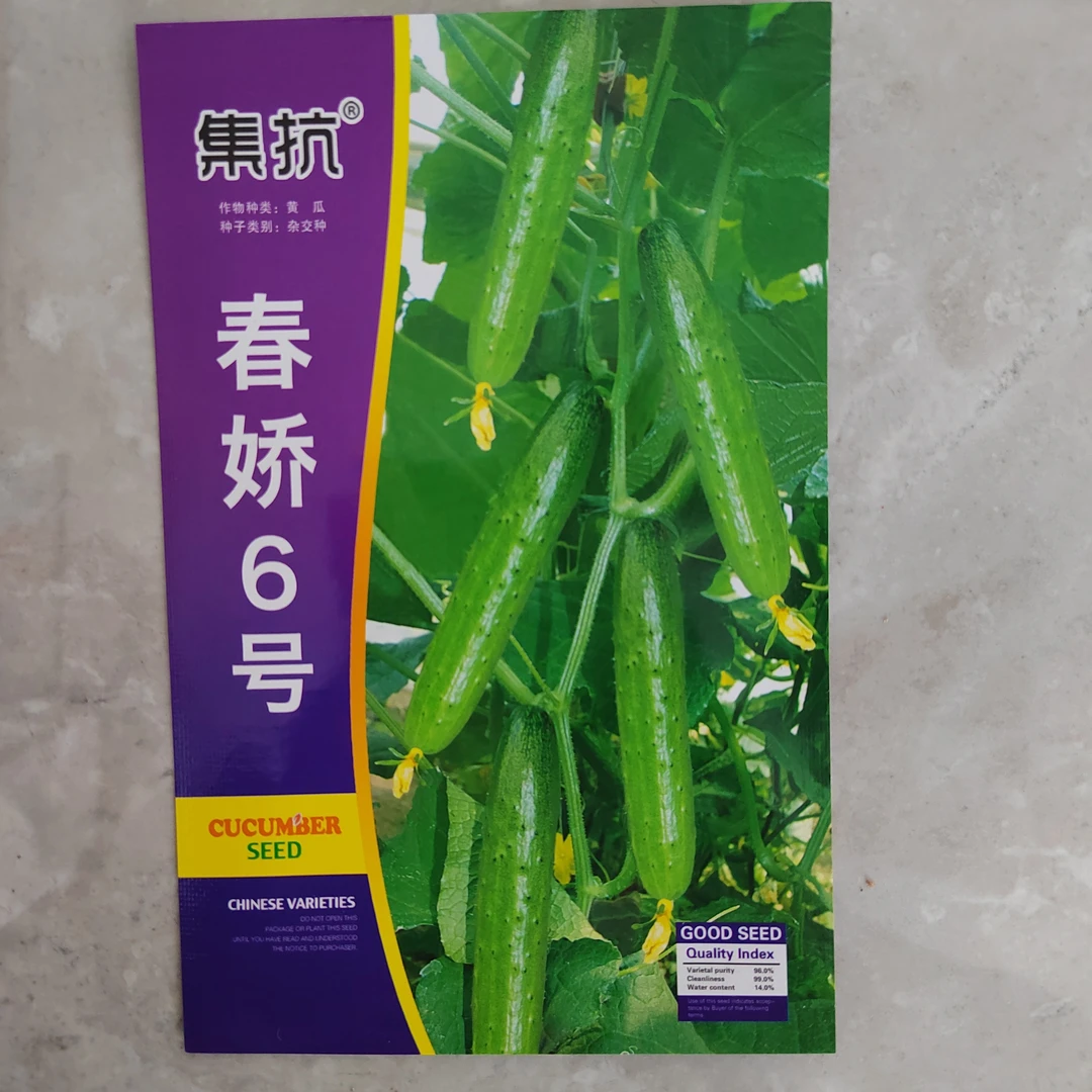 集抗春娇6号黄瓜种子