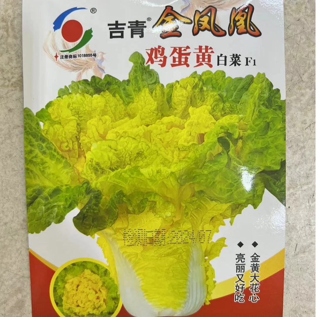 金凤凰鸡蛋黄白菜种子