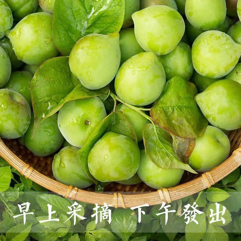 陆河鲜果青梅果新鲜高山青竹梅现摘泡酒酸梅子孕妇水果酵素包邮