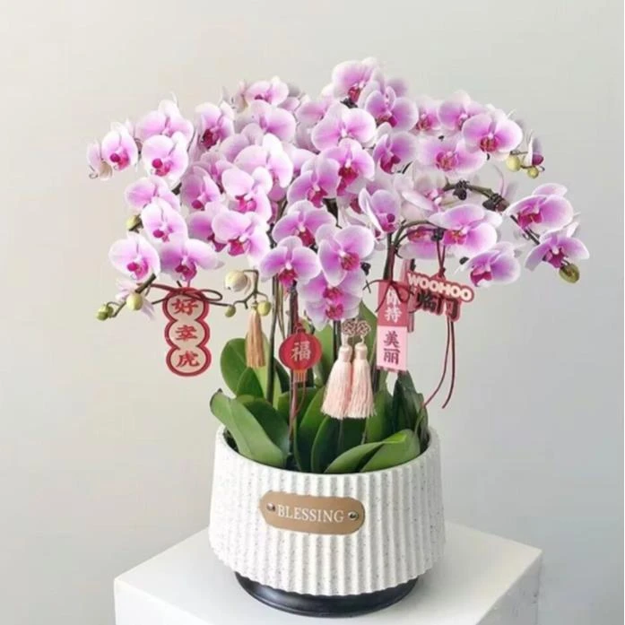 蝴蝶兰【全国配送】年宵花大辣椒藏宝图送礼乔迁庆典长辈送花店配送