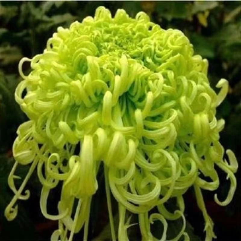 【绿芙蓉】菊花盆栽菊花苗耐寒植物开花大菊花带花苞好养