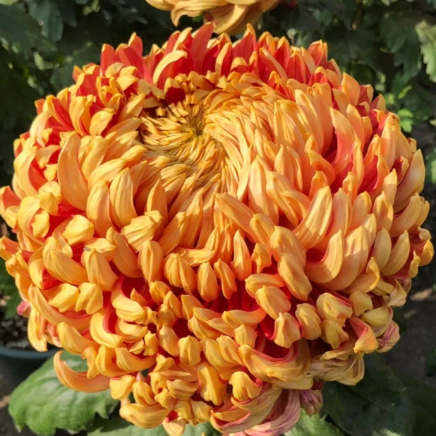 【太平红叶独本菊】菊花盆栽独本菊耐寒植物开花大菊花带花苞好养