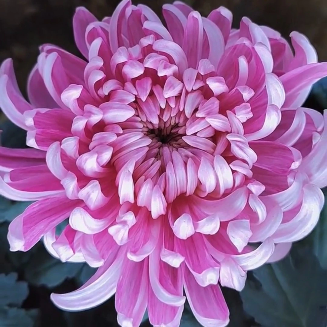 【粉国华】特大花型  菊花盆栽菊花苗 开花大菊花带花苞好养