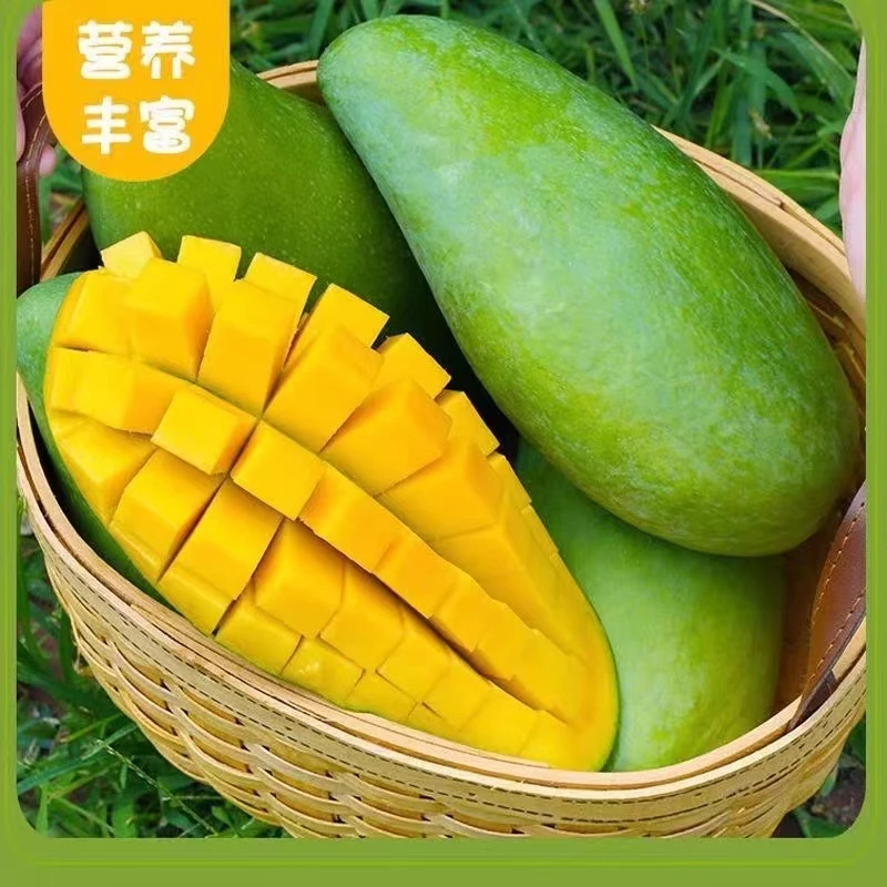 【放软吃】广西百色金煌芒热带应季甜心芒果香甜新鲜水果现摘现发