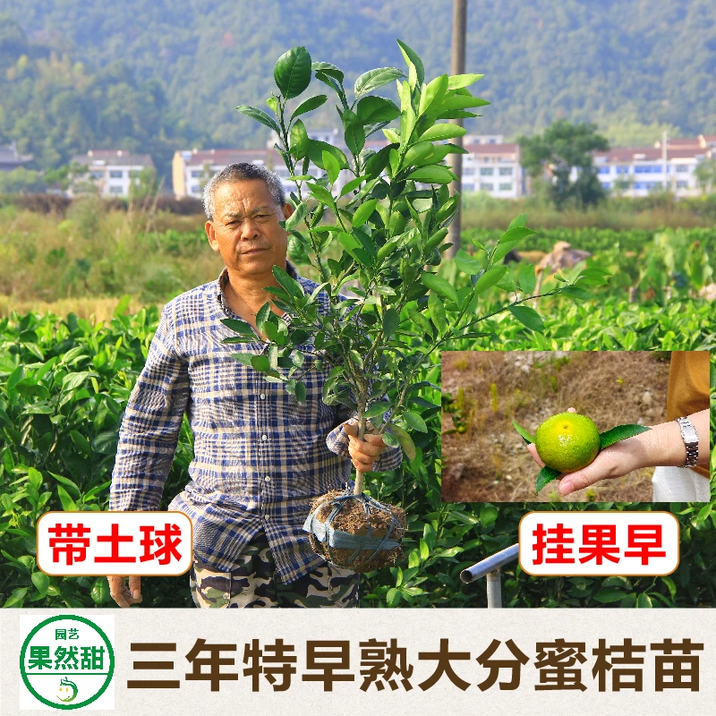 果然甜3年生特早熟大分4号蜜橘苗黄岩桔子树苗别墅地栽盆栽结果苗