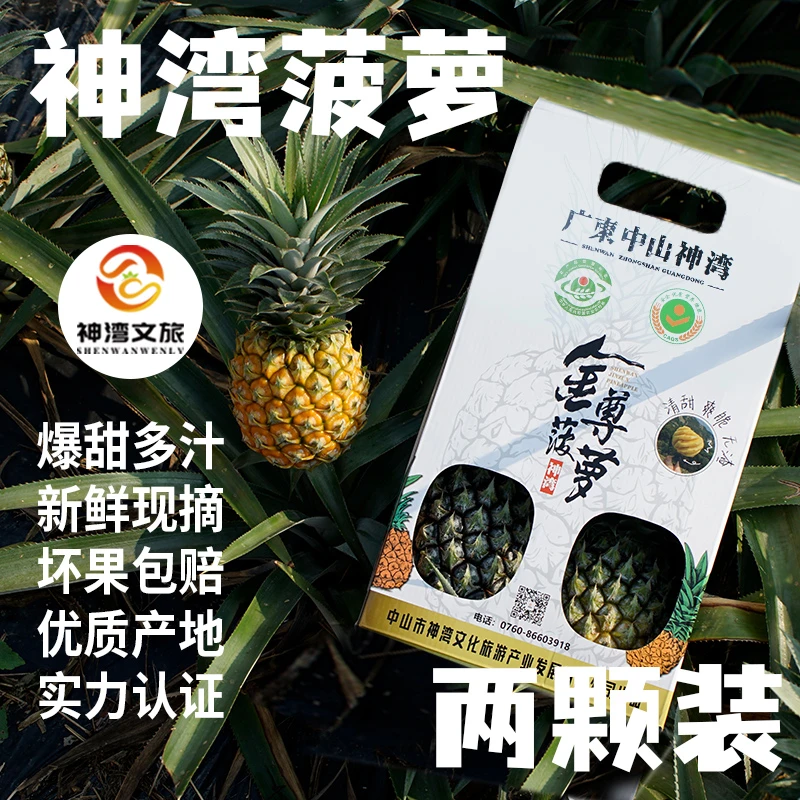 【 神湾菠萝 】神湾文旅 地标特产 菠萝凤梨礼盒两个装送礼应季水果