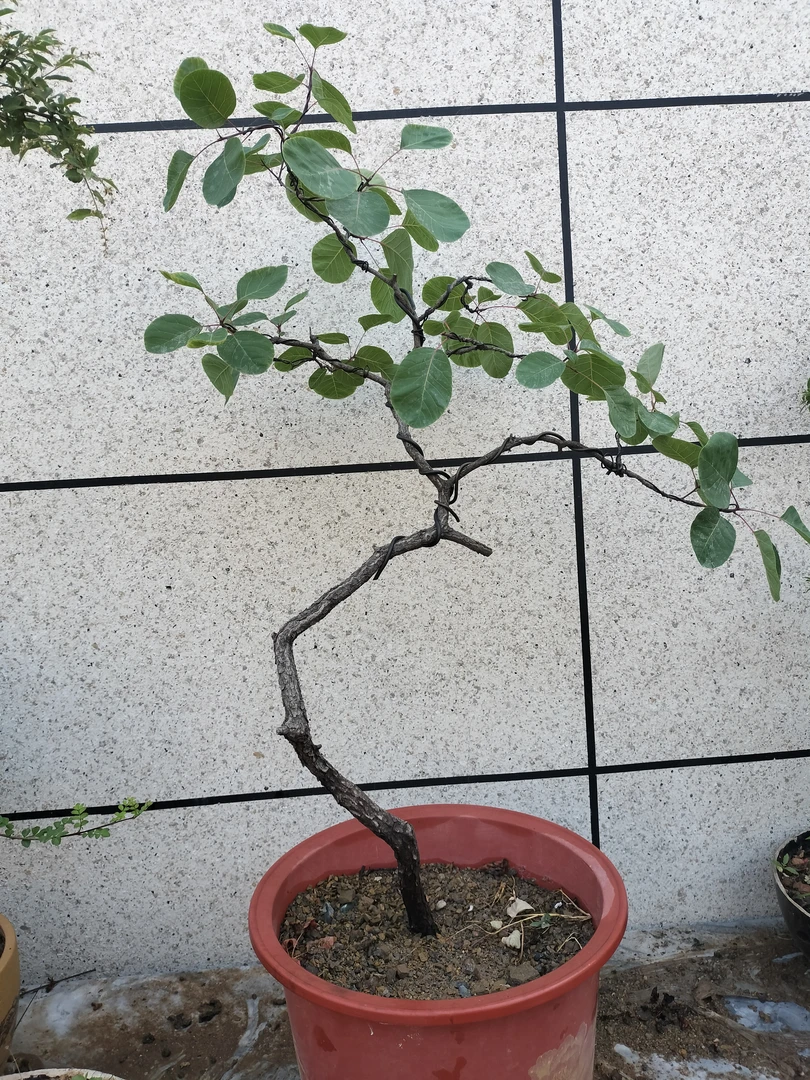 30—300各种精品盆景   一物一拍 看好再下单 不支持退换货