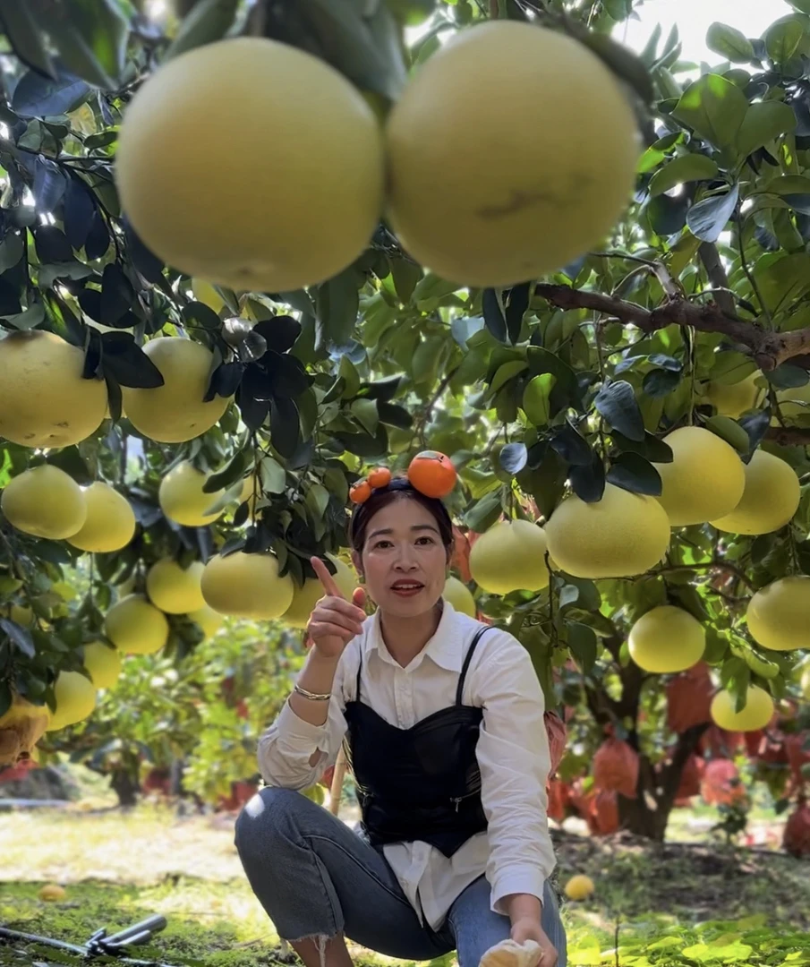 正宗玉环文旦 软糯酸甜 新鲜采摘基地直发