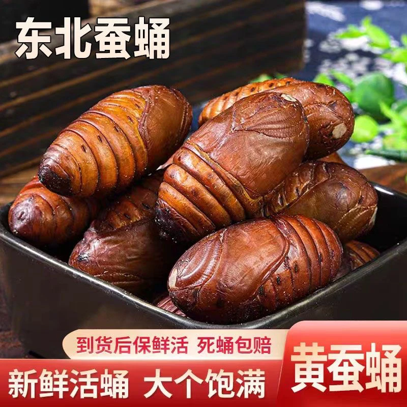 东北蚕蛹 新鲜活蚕蛹 柞蚕蛹 茧蛹 中黄蛹 二黄蛹 蚕蛹鲜活大黄蛹