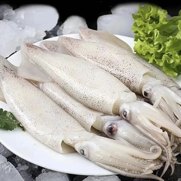 【二丫推荐】连云港新鲜海兔带10%保护冰发货 到手6包  1包250g