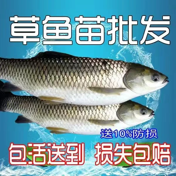 优质草鱼8-10公分广州渔场直发