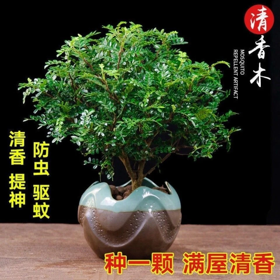 正宗清香木盆栽花苗花卉绿植好养易活驱蚊净化空气植物胡椒木植物