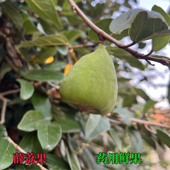 新鲜现摘凉粉果奶母果手搓冰粉籽木莲果手工果冻