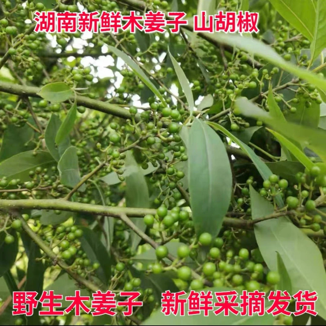 湖南野生 木姜子 山胡椒 新鲜采摘发货
