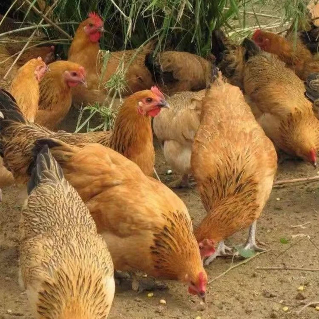 【村干部李慧推荐】农家自养粮食土鸡