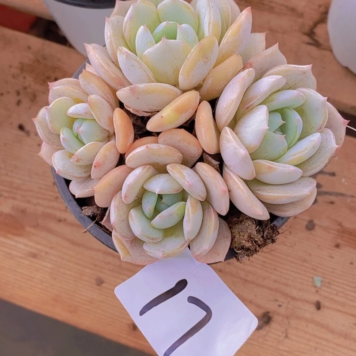 是吗不说实话就说