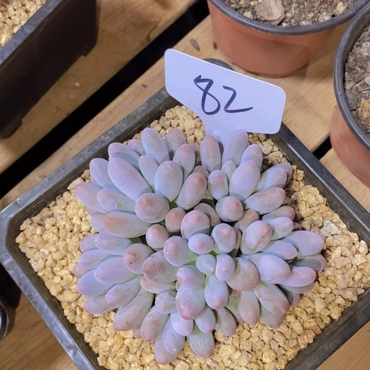 霞*是吗不说话吗说话我