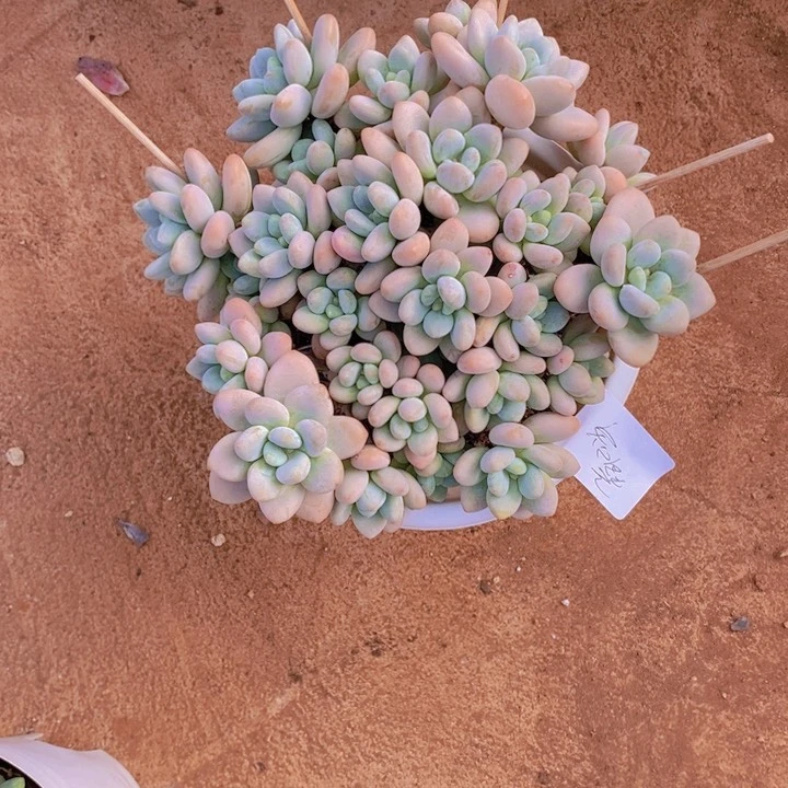 这个我是真心佩服你们呢