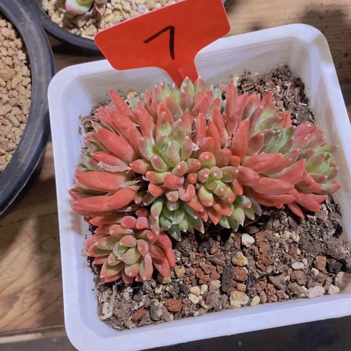 在家待久咯也不好