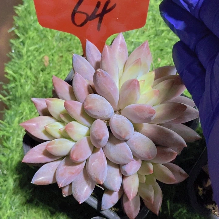 在家里面吃饭的吗