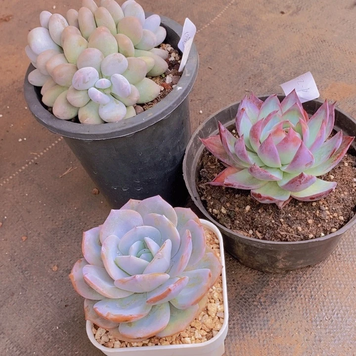 是不是很喜欢这种生活呀