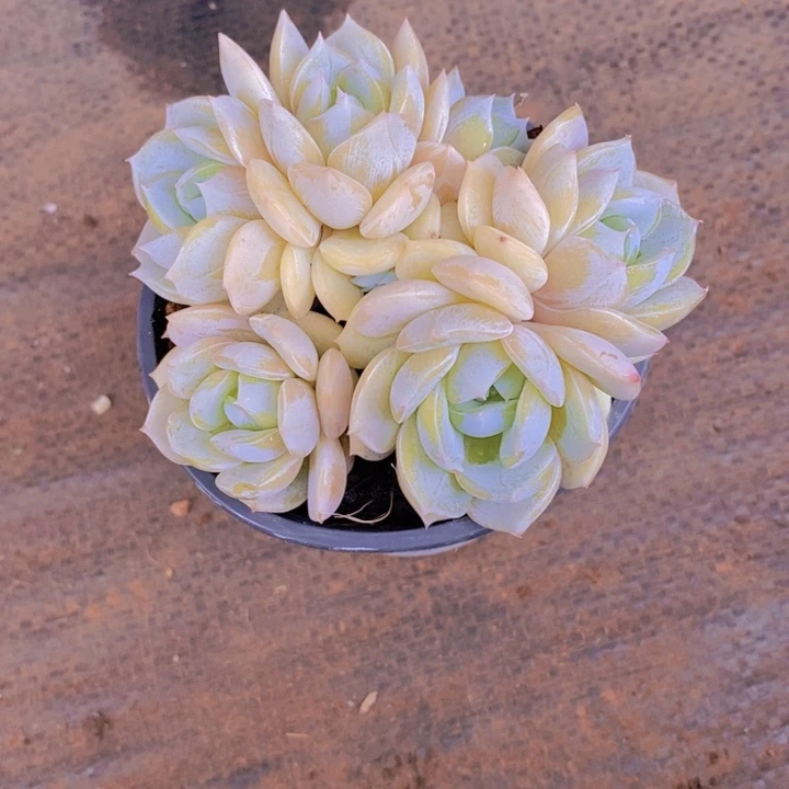 是啊就是想见一看