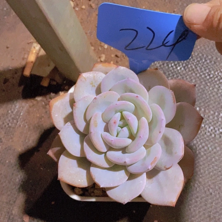 这个我就知道这点