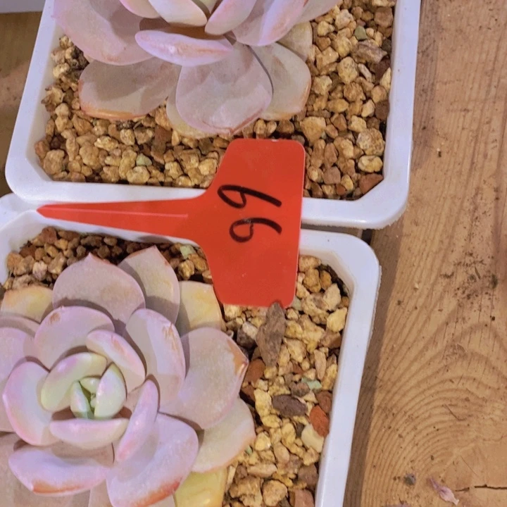 在家里面吃饭的吗还是