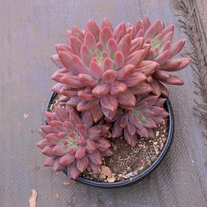 我自己买来给他们了