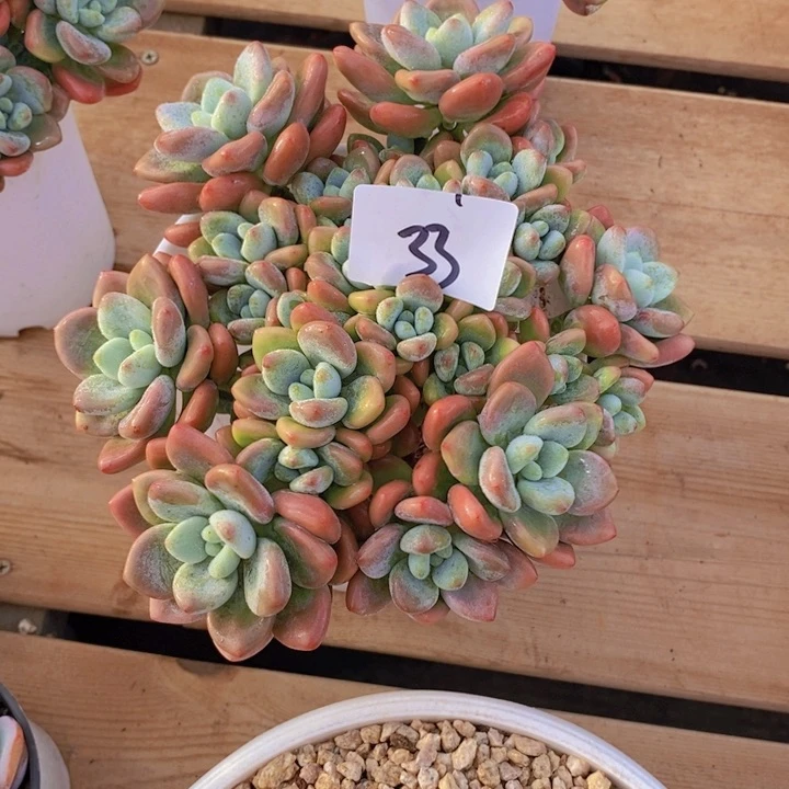 ✨**?这么多都在一起