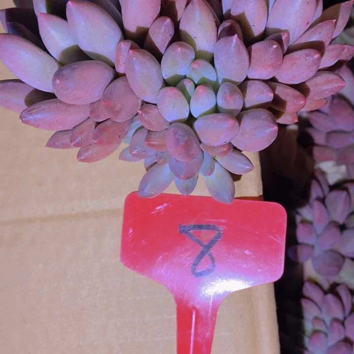 我要做自己爱干得