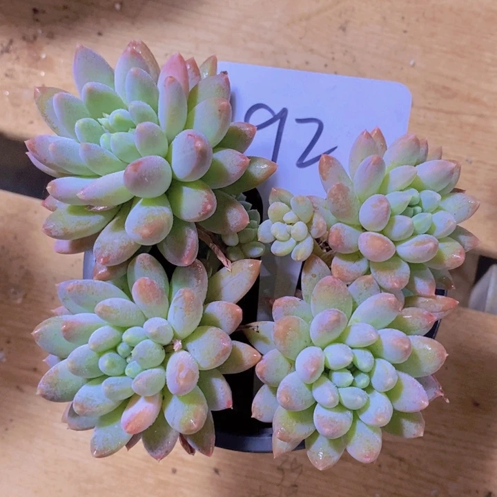 你要的就是这种效果