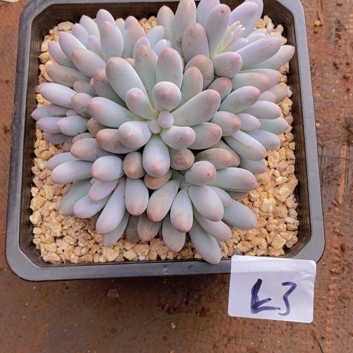 你说什么时候才到了