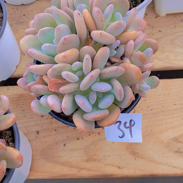 在家里面吃饭的吗