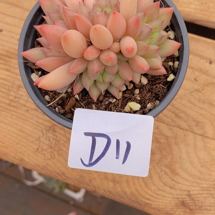 在家里面吃饭的吗