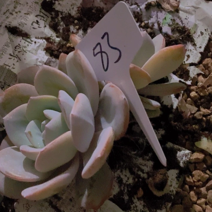 花**花这个点就不应该喝