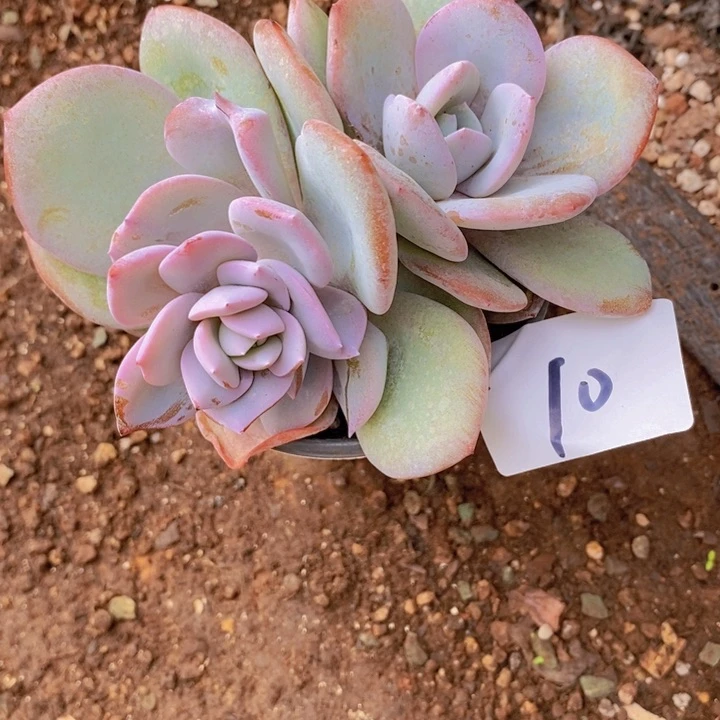 在乎的太累会变成