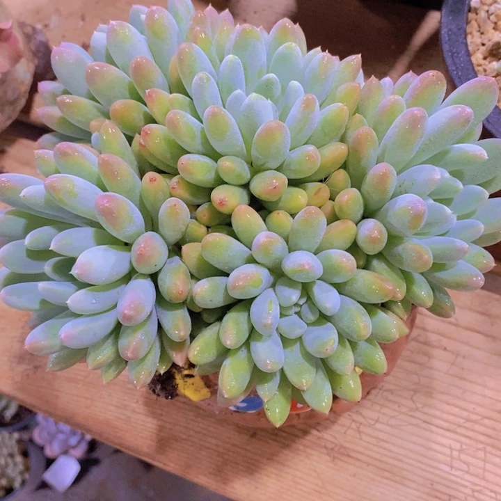 这个我就说是吧那